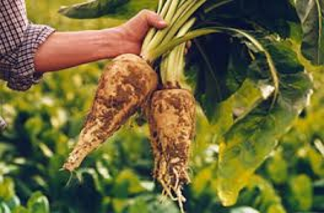 Prebiotics chiết xuất cây rau diếp xoăn trong nuôi trồng thủy sản