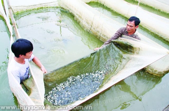 Hiệu quả nuôi cá giống mới