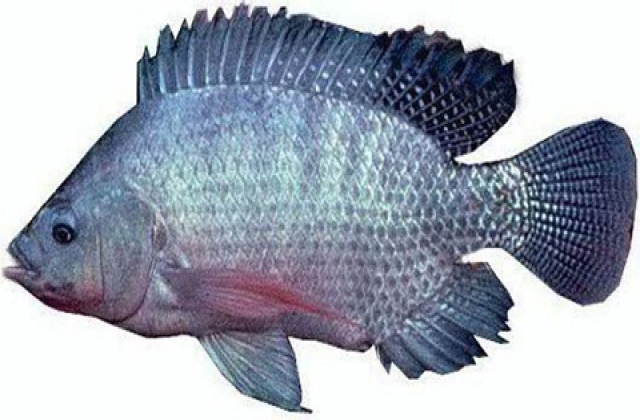 Phát hiện gen chịu mặn ở cá rô phi