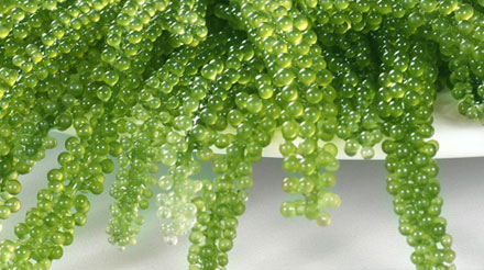 Kỹ thuật trồng rong nho