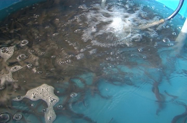 Nuôi cá chình hoa bằng thức ăn công nghiệp