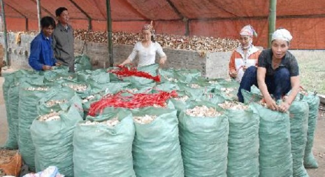 Sắn sáng được giá, lò sấy và nhà máy tranh nhau thu mua