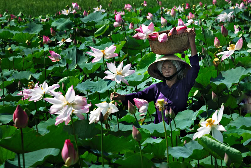 Kỹ thuật trồng sen