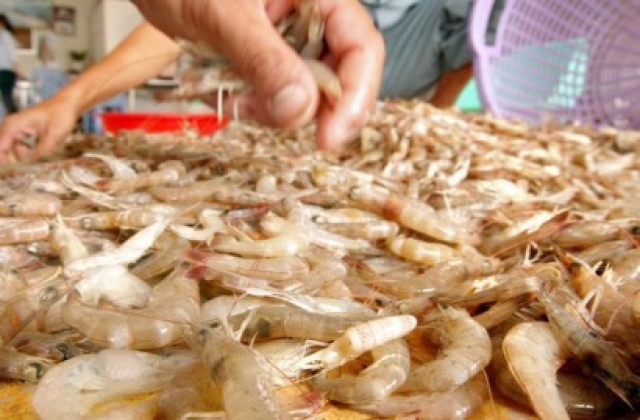 Ấn Độ: Sản lượng thu hoạch tôm giảm, giá tăng