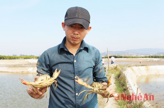 Nuôi cua biển - khó đầu ra