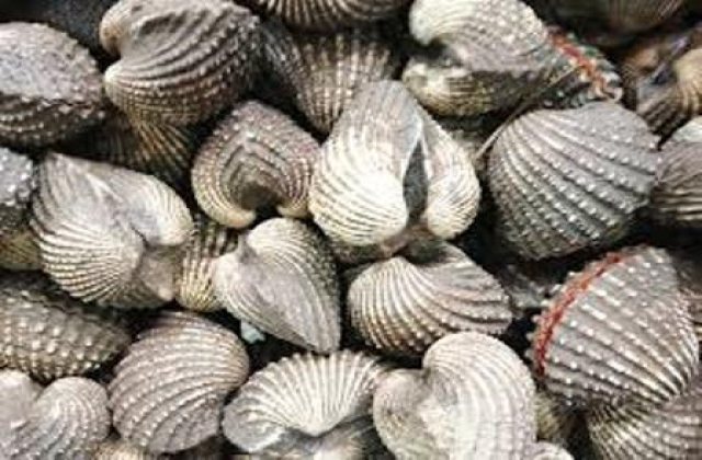 Hiệu quả nuôi sò huyết trong vuông tôm quảng canh