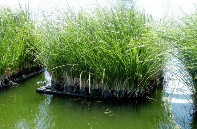 Thiết kệ hệ thống lắng, lọc nước bằng cá rô phi và cỏ rong