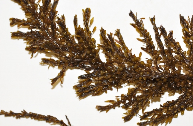Tảo mơ và chiết xuất Fucoidan trong nuôi trồng thủy sản