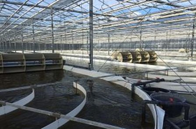 Tảo -  Tương lai sáng trong ngành công nghiệp thức ăn nuôi thủy sản