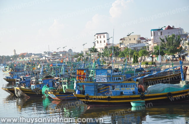 Hỗ trợ cho ngư dân kinh phí tham gia đề án cá ngừ