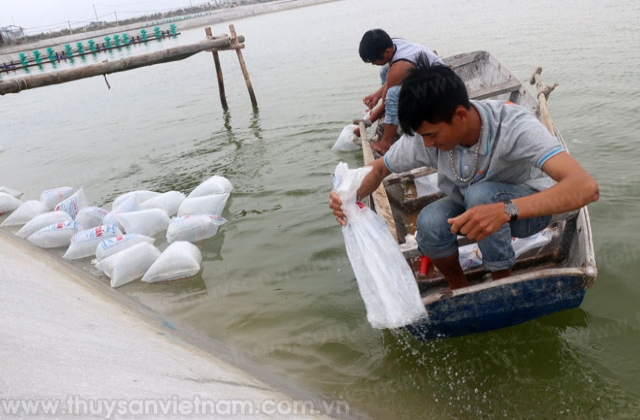 Trà Vinh: Khuyến cáo chậm thả tôm giống khi nắng nóng kéo dài
