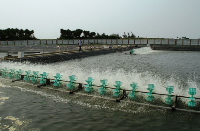 Phòng chống rét trong nuôi trồng thủy sản