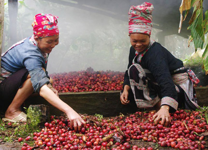 Cách trồng cây thảo quả