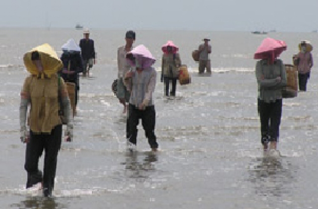TP. HCM: Một số nguyên nhân và giải pháp kỹ thuật phòng tránh nghêu chết tại huyện Cần Giờ thời gian qua