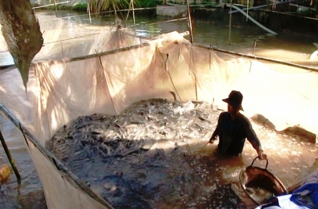 Giá cá lóc nhích lên, người nuôi vẫn lỗ