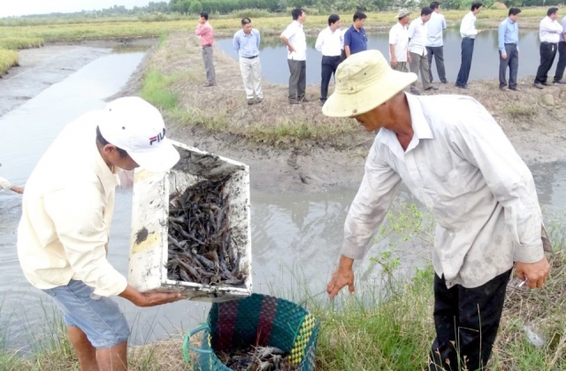 Vụ mùa 2018 Cà Mau cần 200 triệu con giống tôm càng xanh