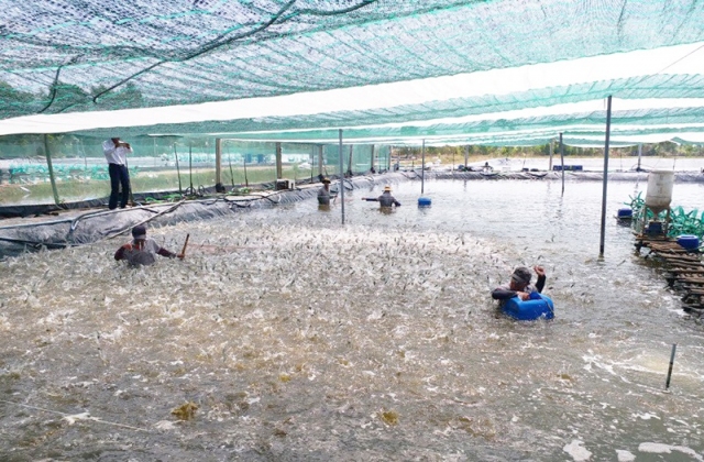Cơ hội cho xuất khẩu thủy sản Việt Nam từ các thỏa thuận thương mại