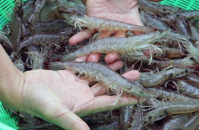 Ký kết được nhiều hợp đồng lớn, giá tôm sẽ tăng trở lại