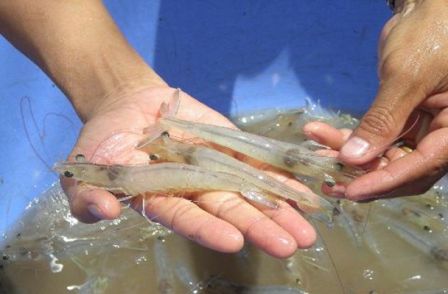 Thả tôm giống sau Tết, cần lưu ý gì?