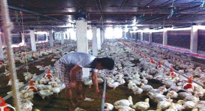 Thực phẩm giảm giá cận tết: Chủ trang trại khóc ròng!
