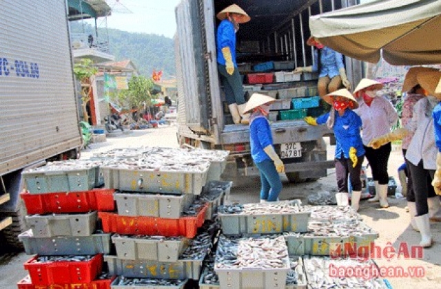 Nghệ An: 30.000 tấn hải sản ở TX Hoàng Mai tìm được đầu ra ổn định