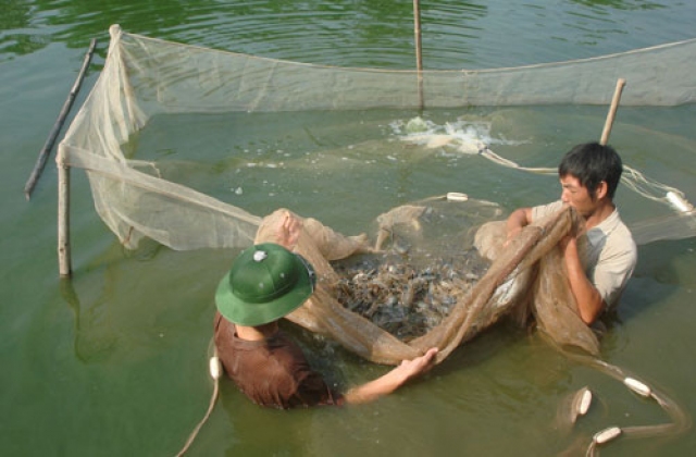 Có thương hiệu, nông sản vẫn “bí” đầu ra
