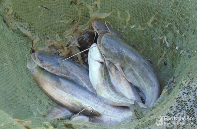Thủy sản