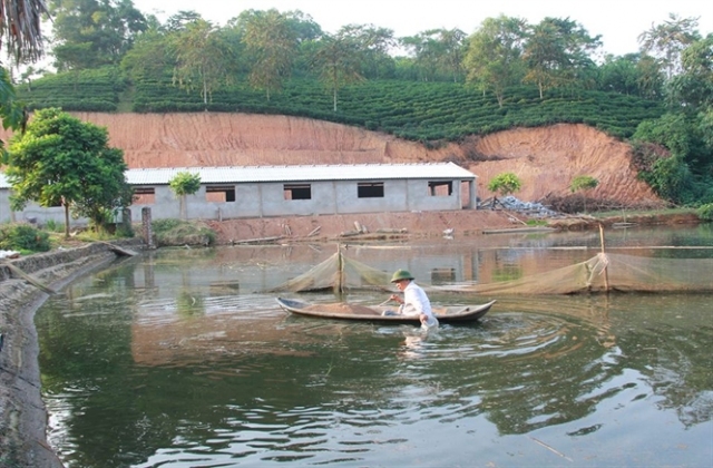 Nuôi cá, lợn thu nhập hàng trăm triệu mỗi năm...