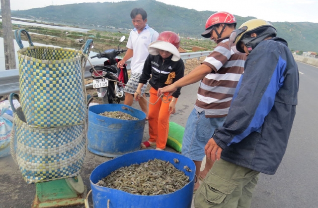 Phú Yên: Được mùa tôm tít, kẻ bán người mua đều vui