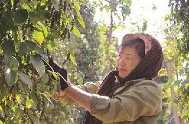 Sức nóng từ thị trường hồ tiêu