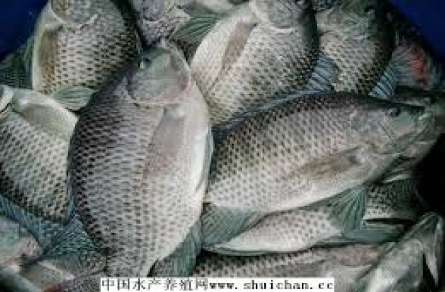 Trung Quốc: Giá cá rô phi tăng do thời tiết lạnh