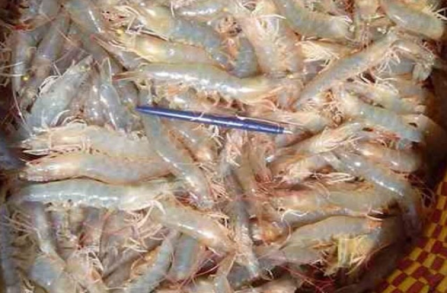5 sai lầm thường gặp nhất trong nuôi tôm