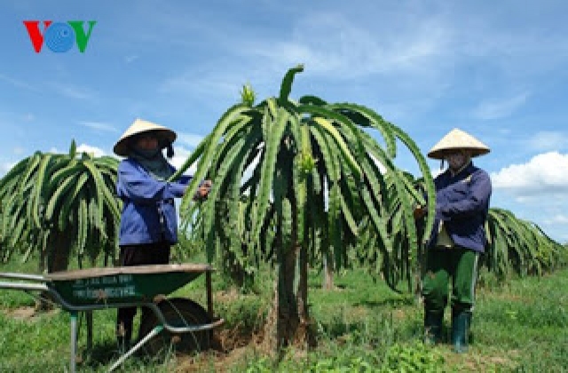 Bình Thuận sản xuất