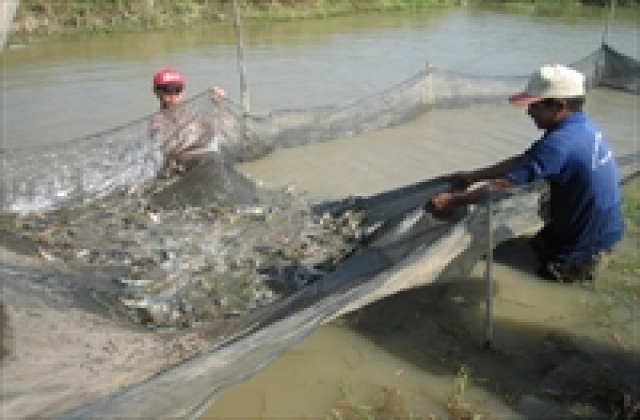 Cần thay đổi tư duy nuôi thủy sản