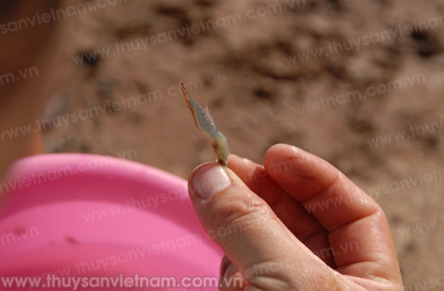 Kiên Giang: Nhận 30 tấn Sodium Chlorite phòng chống bệnh trên tôm nuôi