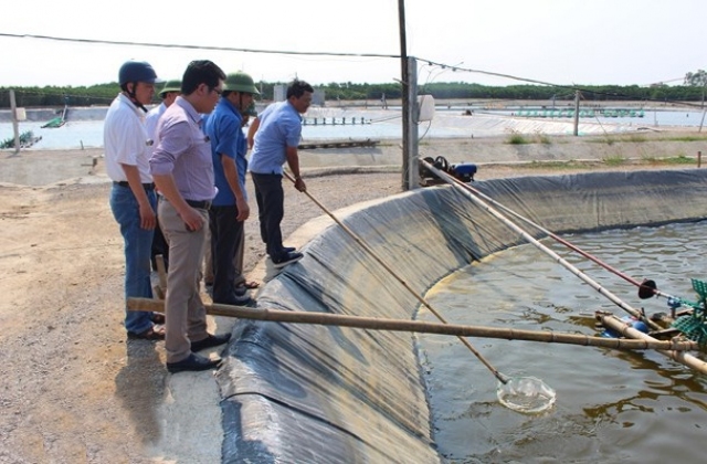 Gần 8 ha diện tích tôm vụ 1 ở Quỳnh Lưu bị bệnh đốm trắng