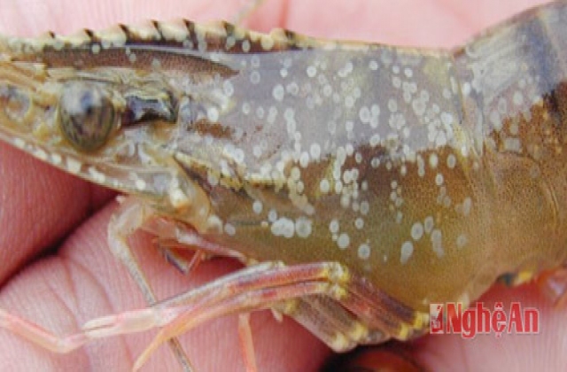 Nghệ An: Khống chế bệnh đốm trắng ở tôm