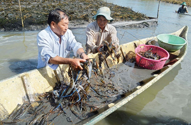Cà Mau: Hiệu quả bước đầu từ mô hình tôm càng xanh toàn đực