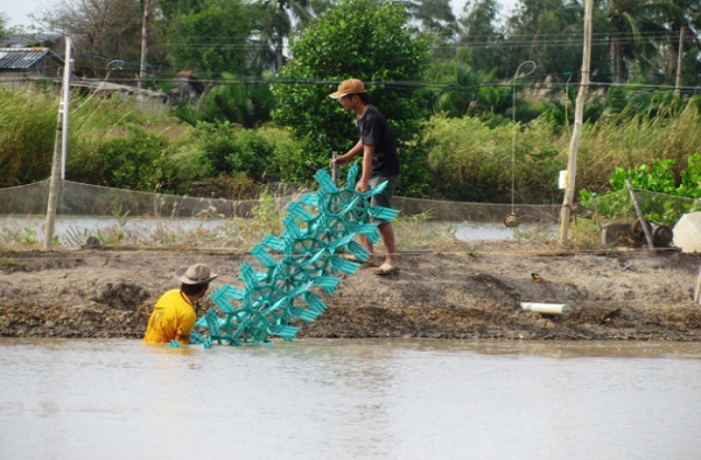 Vỡ mộng vì tôm