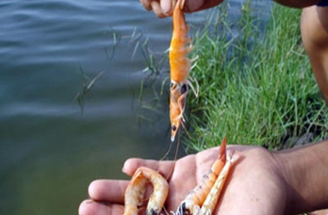 Kiên Giang: Hơn 8.000ha tôm thiệt hại do độ mặn cao