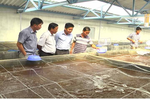 Cà Mau chú trọng phát triển nguồn tôm giống sạch
