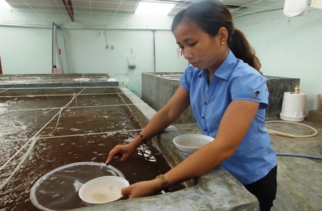 Hầu hết diện tích tôm chậm lớn ở Hà Tĩnh đều mua giống của Cty Thông Thuận