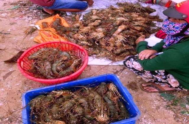 Đã xác định nguyên nhân tôm hùm chết đột ngột ở Phú Yên
