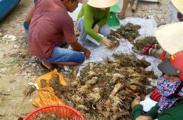 Giải pháp quản lý nuôi tôm hùm bền vững