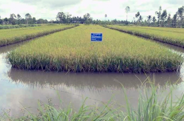 Mỹ Xuyên hỗ trợ lúa giống cho nông dân vùng tôm-lúa