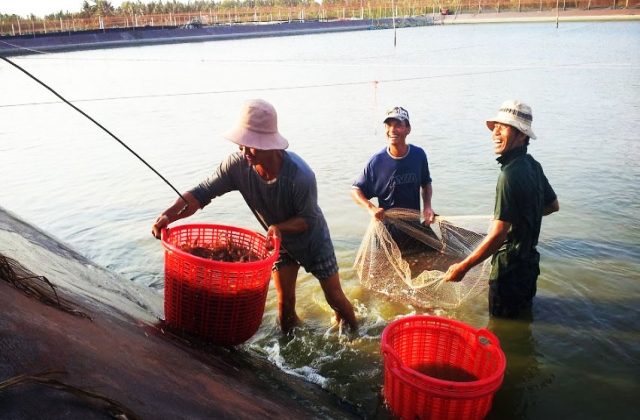 Xuất khẩu tôm tăng trưởng, cá tra gặp khó