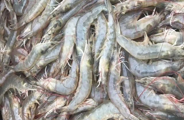 Bạc Liêu sẽ có khu sản xuất tôm trong nhà kính