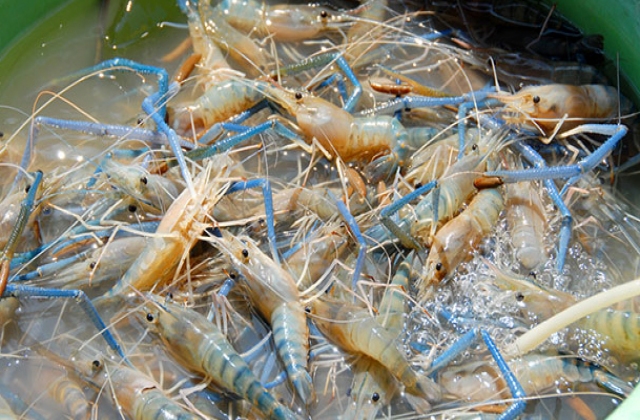 Tôm, cá VietGAP phục vụ tết