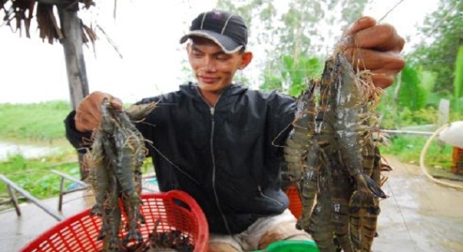 Tôm Việt Nam trước nỗi lo mới