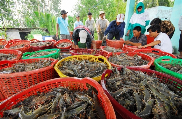 Xây dựng thương hiệu - lấy con tôm sú sạch Việt Nam làm nền tảng thương hiệu?